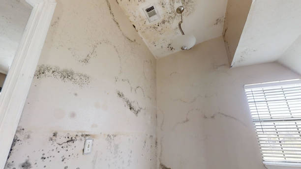 Best Environmental Consulting for Mold Prevention  in Port Chester, NY