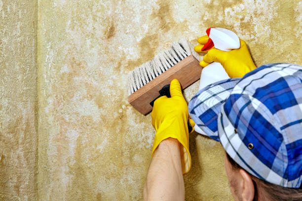 Best Real Estate Mold Inspection  in Port Chester, NY
